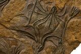Ordovician Fossil Crinoid Plate - Marzane, Morocco #322436-5